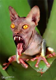 Hairless Tigrog