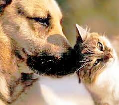 Precious Pet Pics 100+ Views