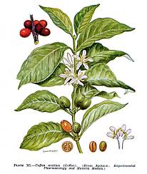 Rubiaceae Page - via Daymix