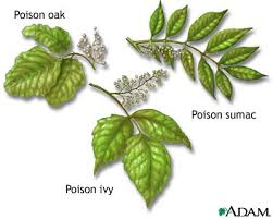 Image <b>Poison</b> plants Picture