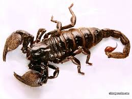   Akrep   Scorpiones Sayfa 2    