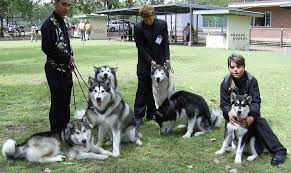   Alaskan Malamute   puppies are for    