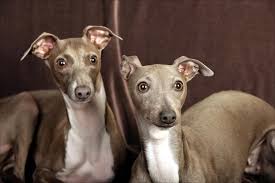 Pair of  Italian greyhounds  
