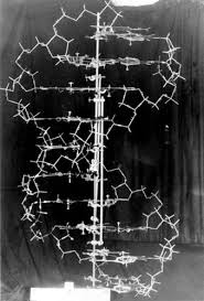      PRL Timeline DNA  double helix  