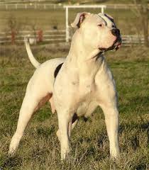 nice guard dogs just from - via Daymix
