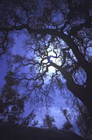   Full Moon   Celebration