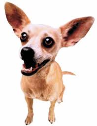 TACO BELL CHIHUAHUA - via Daymix