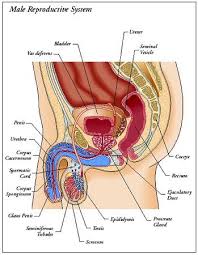 The male  reproductive   system 