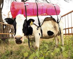 backs of cows to collect - via Daymix