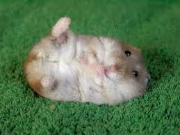 CUTE