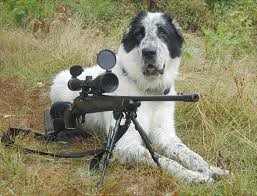 hunting dog for big game;