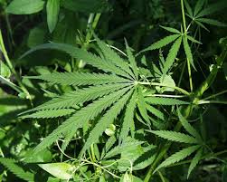 intercepts marijuana with - via Daymix