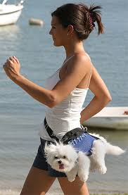 Stupid Dog Tricks