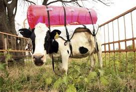 Cow flatulence and its link - via Daymix