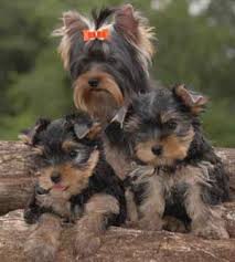   yorkies   Photo courtesy of FRENCH    