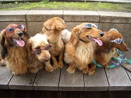 dogs - via Daymix