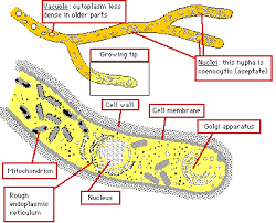Pathogenic Fungi