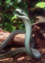 Winner is Black Mamba - via Daymix