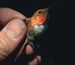 The  rufous hummingbird  