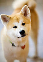   Akita rescue   efforts have becoming a    