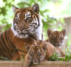 Ranthambore