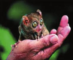 Philippine Tarsier