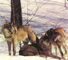 European wolves Canis lupus lupus