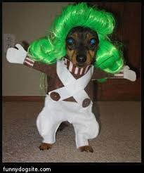 Oompa Loompa Dog - via Daymix