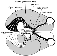      CNS the Optic  Chiasm   and Dorsal    