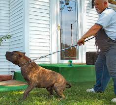   Presa   Canario Crown  Presa   Canario    