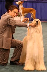 Image  Afghan hound   dogshow jpg    