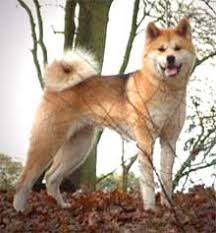   Akita   with the Shepherd look