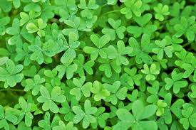  Alfalfa  Leaf