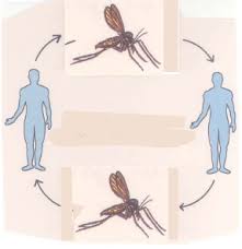 an opportunistic infection - via Daymix