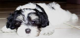 About Havacasa Havanese
