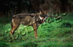 Wolf Canis lupus signatus