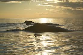 Atlantic Ocean Mammals - via Daymix