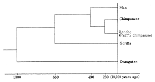 In  molecular evolution  