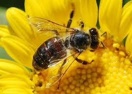A Guide to Sunflower Bees - via Daymix