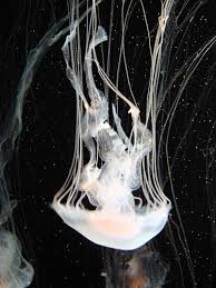 Monterey Bay Aquarium, - via Daymix