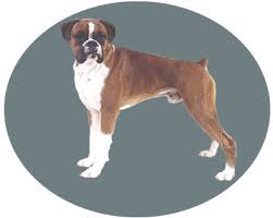   Boxer  