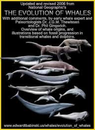 The  Evolution   of Whales