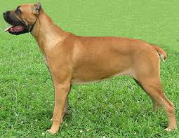   cane corso dog  