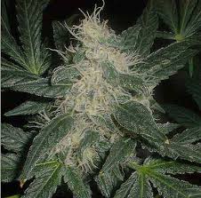 DFK Drugs - Marijuana - via Daymix