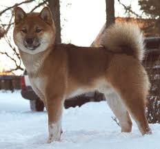 a  shiba   something that x26s what kind    