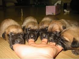 Fingers Adorable Puppy Picture
