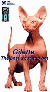 Shaving cat Funny Picture - via Daymix
