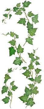 Flowers do not grow on ivy,