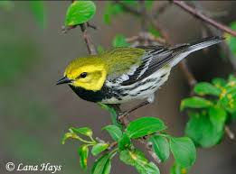       Black   throated Green Warbler    