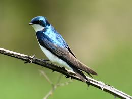 Tree Swallow